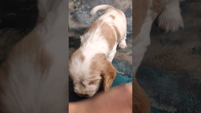 Щенки Английского Кокер Спаниеля‼️ ДР🍼6.07.23г ‼️ 3 🎀3 ⚽