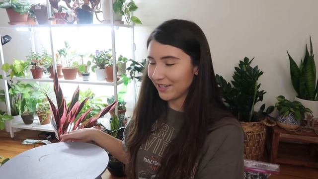 Houseplant Updates!! | Spring 2020