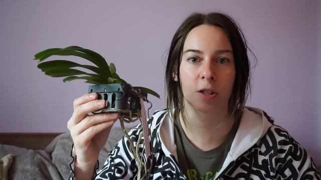 Полив орхидеи ванда, мой эксперимент