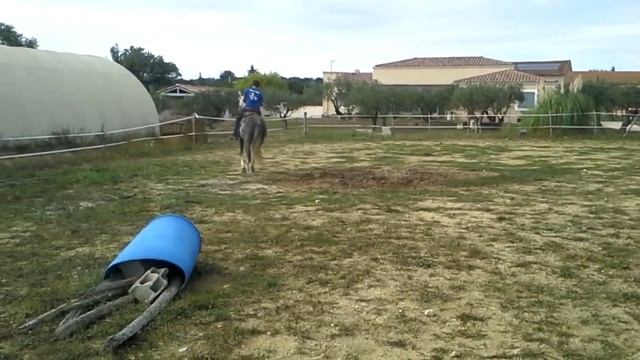 Ugo Super Cheval De Tri De Bétail !!!