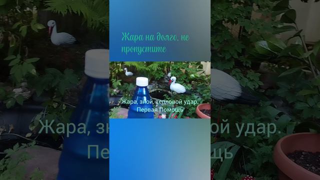 жара,тепловой удар,Первая Помощь.