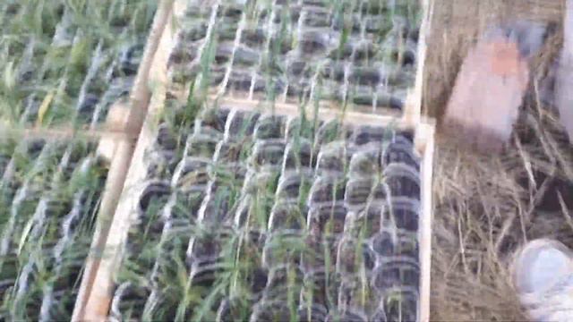 Рассадный сезон 2021! Ассортимент и цены!