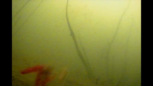 Рыбалка в Пензенской области  Релакс подводного мира с камерой Калипсо.