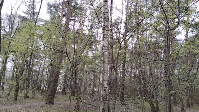 музыкальная прогулка .2 мая 2021 г.