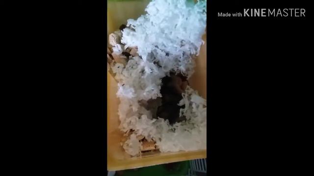 Мои хомяки!!! У Яси родились хомячата!!!