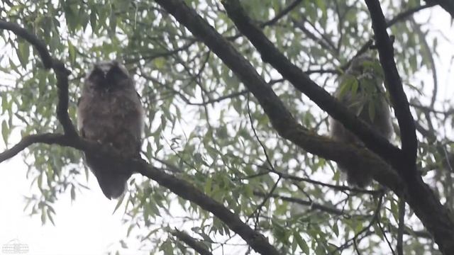 Слётки ушастой совы рано утром в тумане