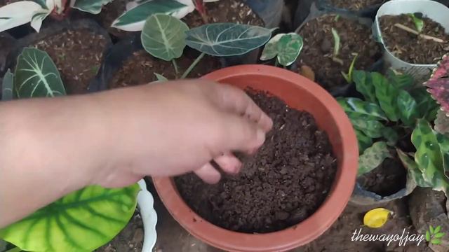 How To Care For Alocasia Green Shield / How To Propagate Green Shield Alocasia