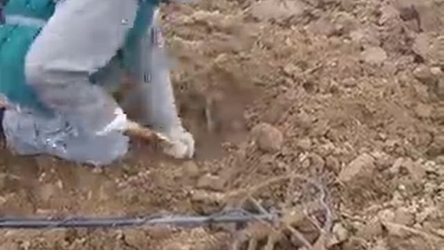 GARRETT ACE 250 NEL TORNADO , Ossi Metaldetectors ( 2 )