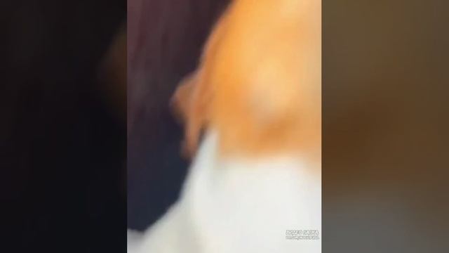 95e72ff5265ed9493b84b92fecf02851