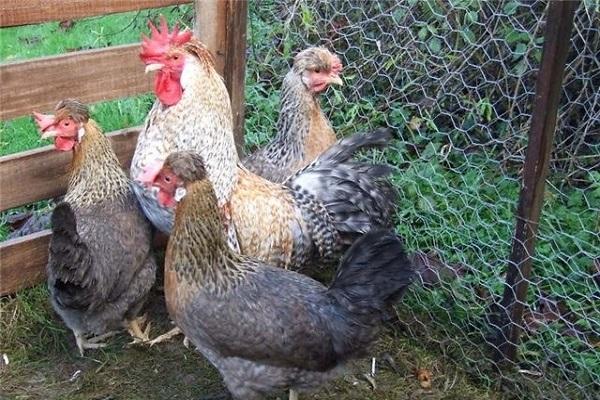 Ярмарка домашних птиц и кроликов в г.Курске 21,10,2023. ОБЗОР!