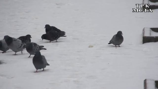 ЗАСНЕЖЕННЫЙ НОЯБРЬ В ЛЮБИМОМ ГОРОДЕ...