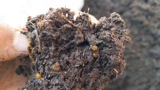 Qattiq Eski Go`ngda  Chuvalchanglar Tuhum Qo`yishi. Даже в твёрдом навозе черви откладывают коконы.