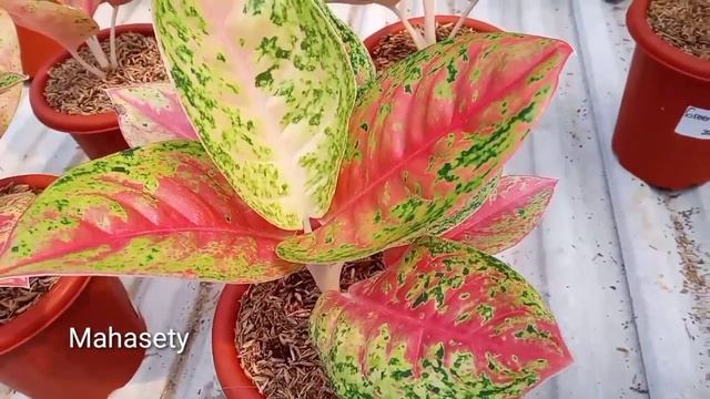 Indahnya Aglaonema Di Pusat Aglaonema Parung, Bogor || The Beauty Of Aglaonema In Parung, Bogor
