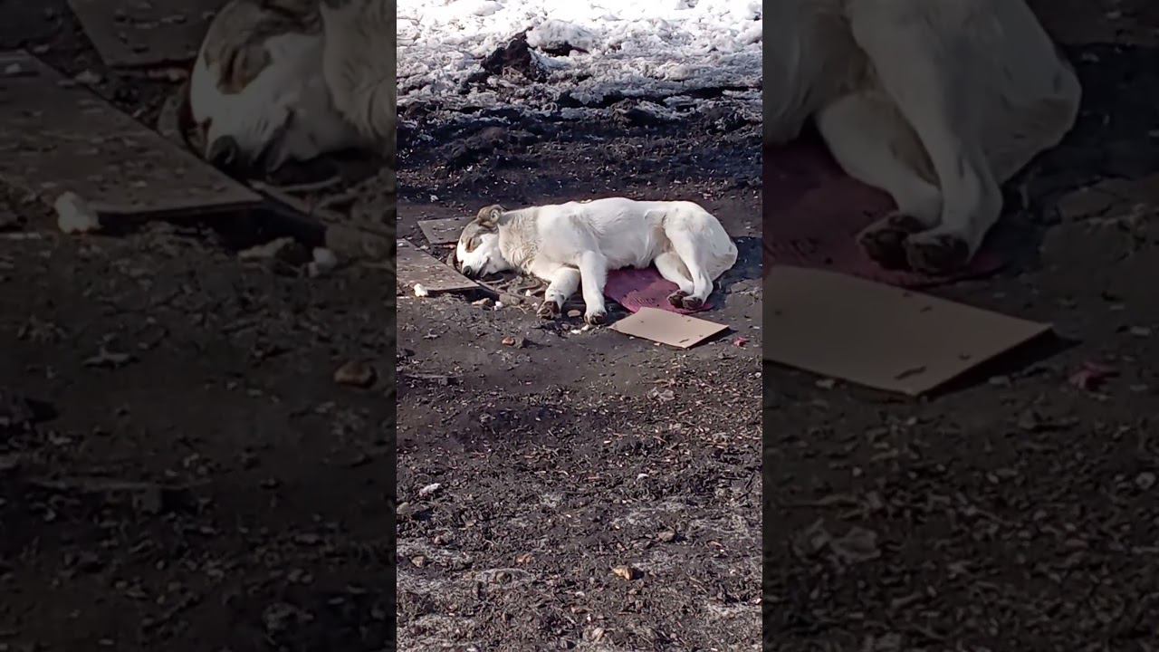 21Греется на солнышке