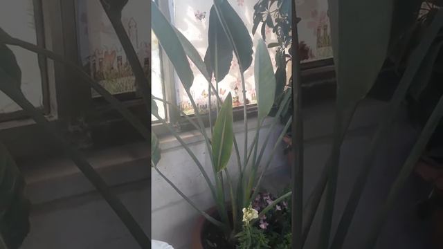 نبتة عصفورة الجنه،معلومات تحتاج معرفتها عنها