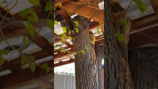 Липа сквозь навес. чудо природы.