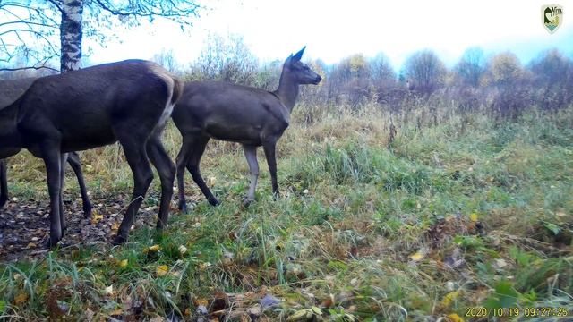 Олени в национальном парке 