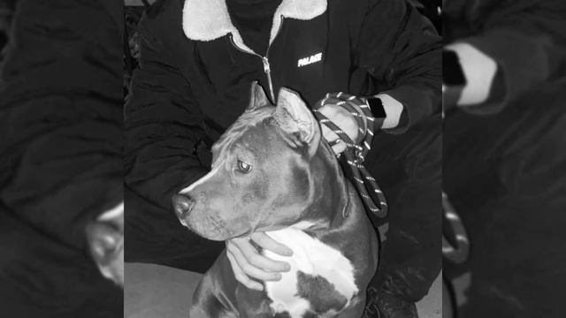 9 Gramm - Ласковый Зверь (remix) _bedanakov