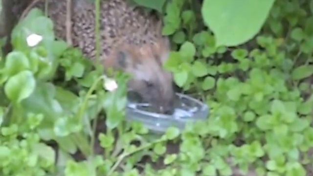 ЁжиК пьёт молоко.