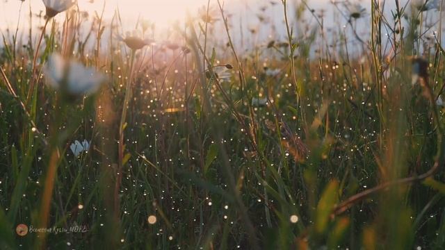 ? Крым | Утро среди ромашек | Байдарская долина ?  ВК_МОРЕ