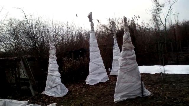 Инжир уходит в зиму   2