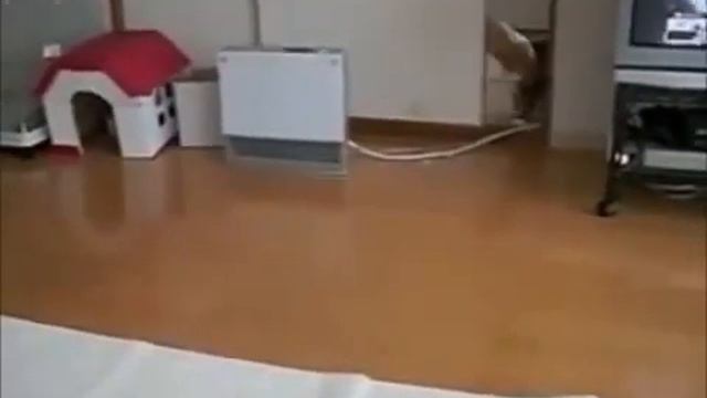 ржачное видео сумашедшие кошки