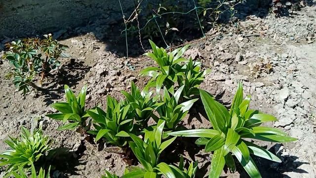 Обзор посылки с лилейниками из питомника Ворошиловой А. Б.