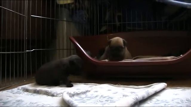 Гриффоны Намсарей