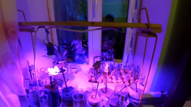 Китайские фитолампы. Супер результат использования!