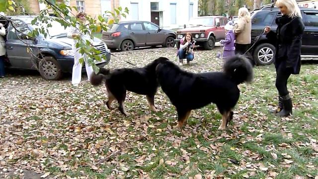 Петро-Престиж АСАНА и её брат Петро-Престиж АНКОР