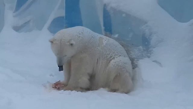 Герда ужинает.....Gerda is having dinner........