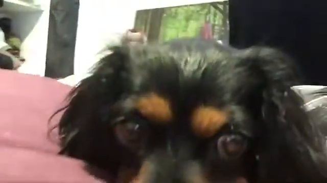 Kate & Ivan - Dog Jog Southampton