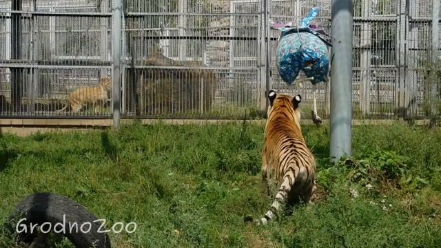 Кто из тигров курицу победил?