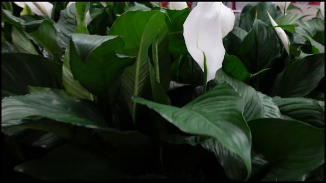 Plant Shopping! 2 Locations! Variegated Alocasia At Home Depot? Chameleon ZZ! Herb Creek Rare Plant