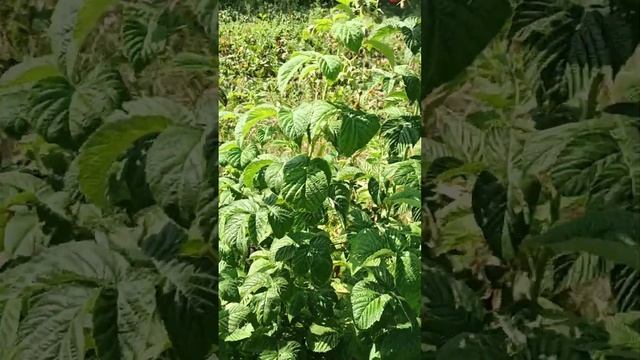 Утка и три квочки сели на яйца ??? Сколько яиц в утиной кладке ?