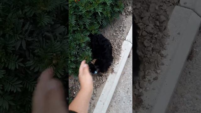 Вечер Бонечки. Йоркширский терьер