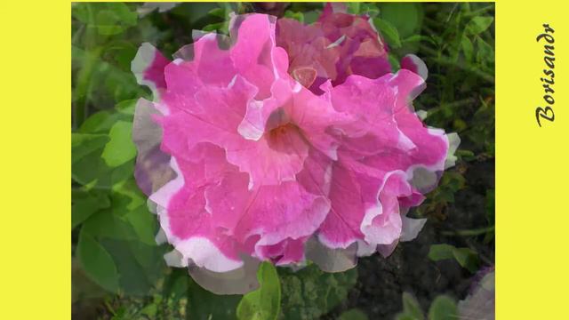 Petunia  Петуния