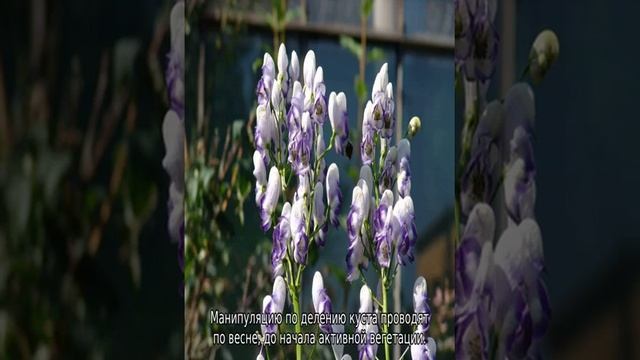 A2a5decebff27cf32eb65062595780e0