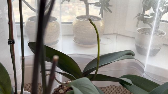 Полив Орхидей все самое важное и немного красоты