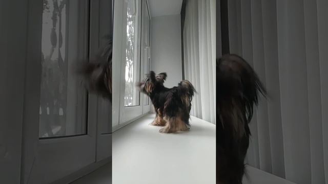 Моя любовь- ПУМА Йоркширский терьер. PUMA. Пумка охраняет авто.