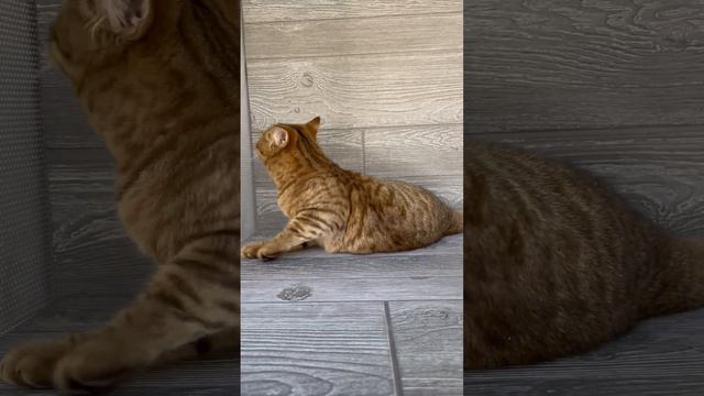 Scottish Straight Boy Of Rare Color: Ticked Chocolate Spotted Tabby & Absolutely Amazing Personalit
