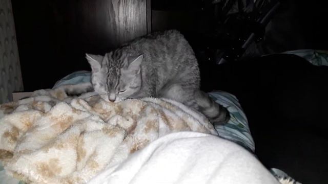 Кошка Скоттиш страйт жрет одеяло. Что за глюки?