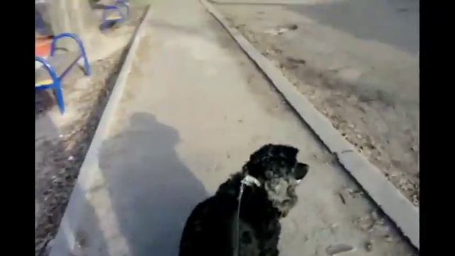 VLOG: Английский кокер спаниель Филя и я встретили лёд