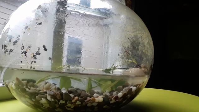 2 часть мытья аквариума с ротаном и карасиками. Познавательное видео.