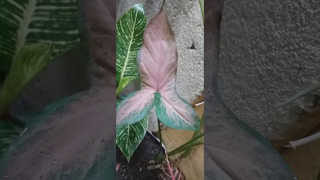 Syngonium Pink Splash