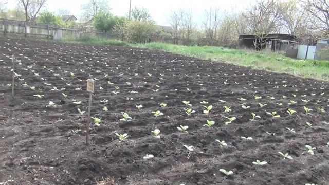 Первая подкормка рассады табака после высадки в открытый грунт