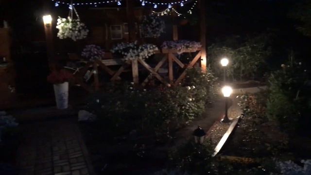 Петунии ! Лето 2022 года