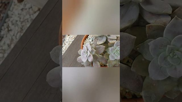 Succulents in Cyprus- A closer look #2