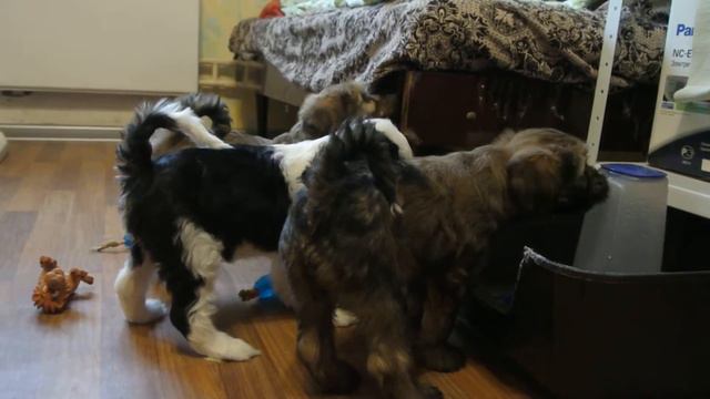 Щенки тибетского террьера почти 2 месяца часть 11