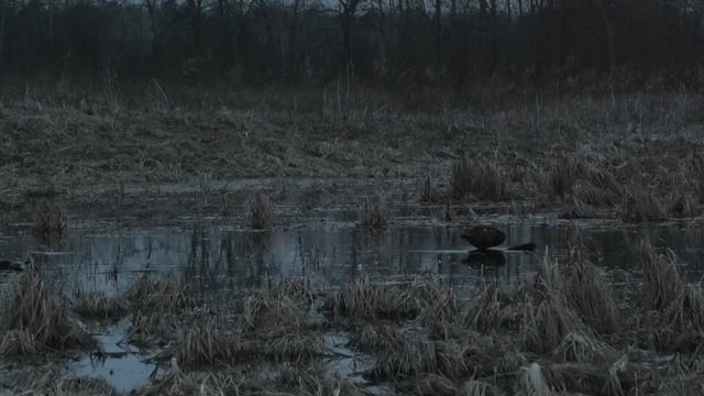 Урааа! Клякса и Мотя сделали охоту!??